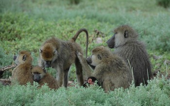 Two adult female baboons groom together while an adult male and several offspring rest nearby.